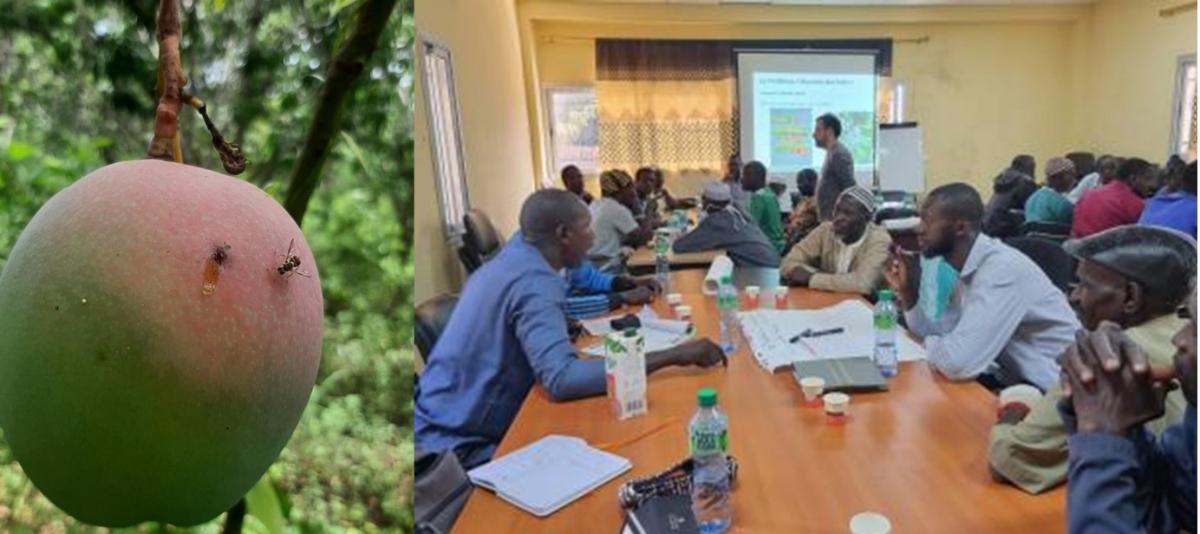 Réunion sur la mouche orientale des fruits © T. Brevault-Cirad